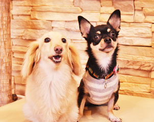 動物スタッフの写真