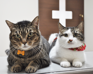 動物スタッフの写真