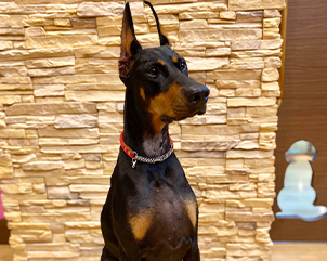 動物スタッフの写真